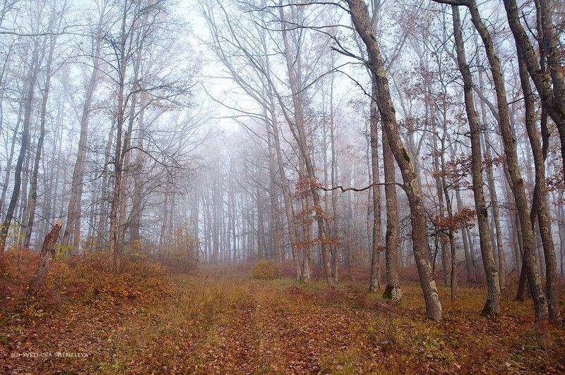 Дорога в осень фото превью