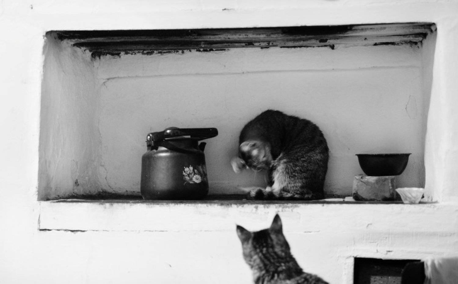 Коты, Печка, Чайник, nelenin