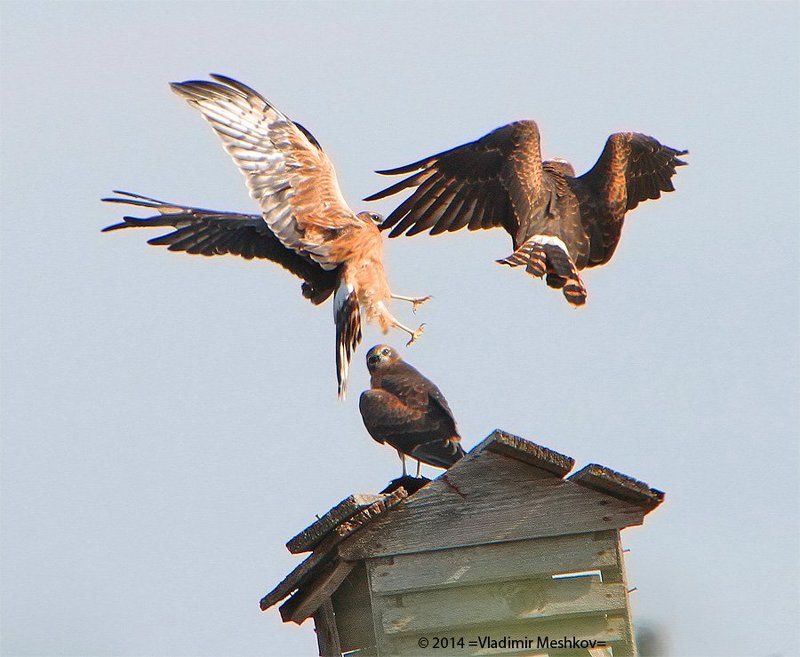 Young Meadow Harriers. Games On An Old Farm. фото превью