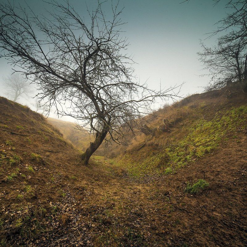 дерево в  овраге фото превью