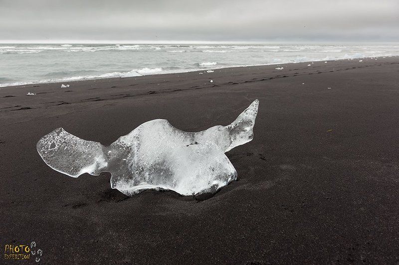 Исландский бычок фото превью