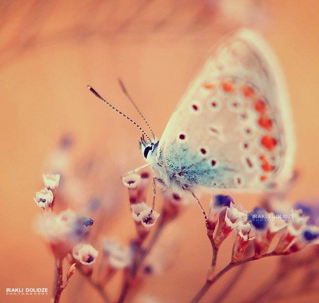 , ირაკლი დოლიძე