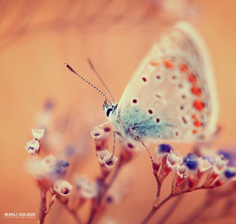 butterfly фото превью