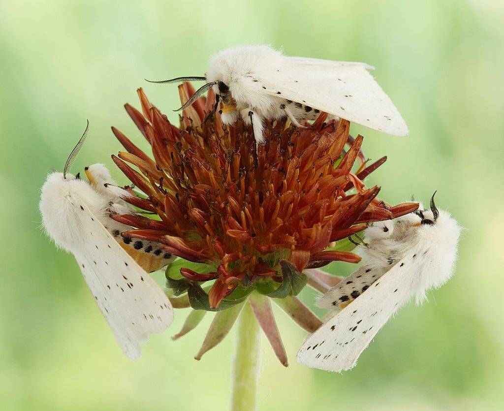 , Сергей Таланов