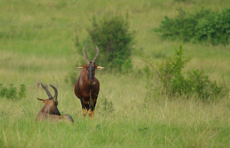 Damaliscus korrigum, Антилопа, Топи Тупим ...помаленьку фото превью
