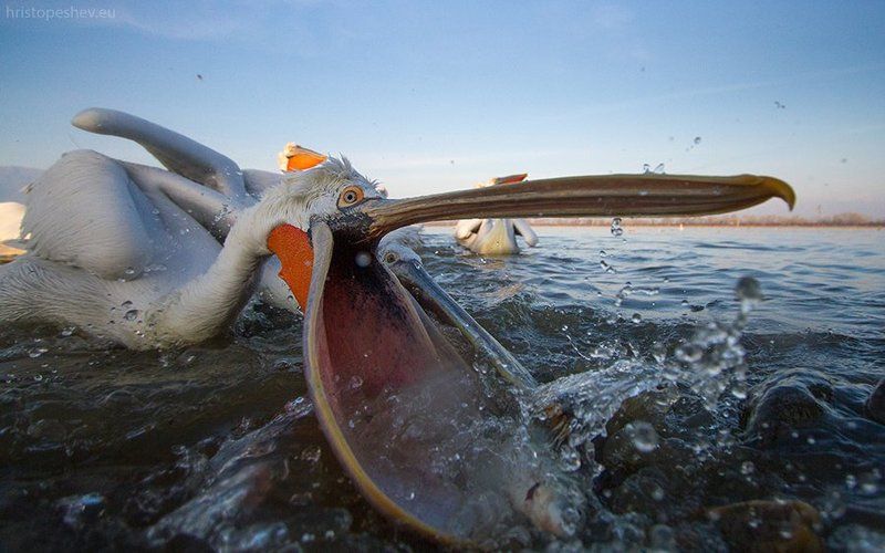 Кудрявый пеликан фото превью
