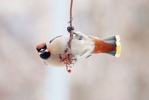 свиристельная подвеска