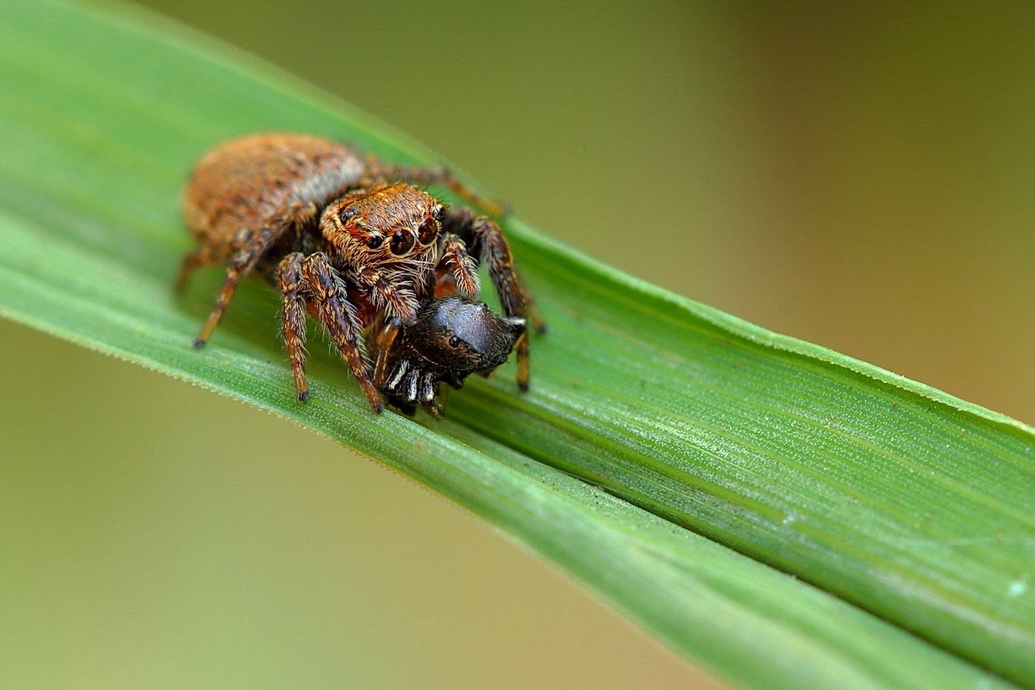 evarcha, heliophanus, salticidae, паук, скакун, Sergii Markov