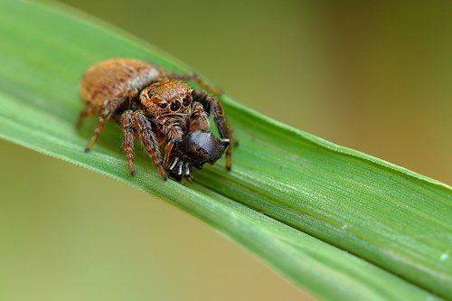 Допрыгались