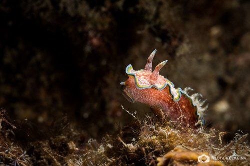 Долгий путь домой