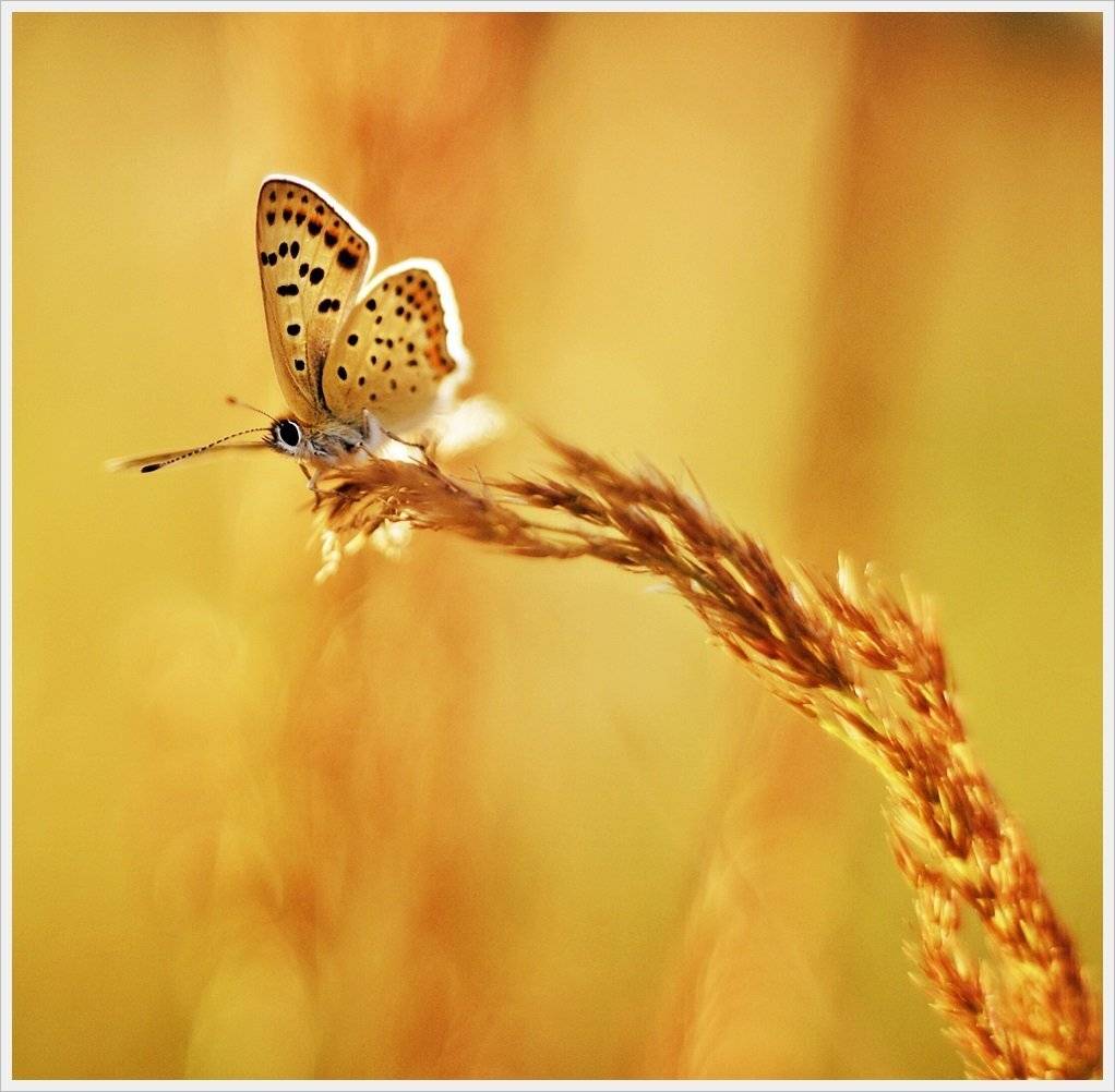 , Krzysztof Trojanowski