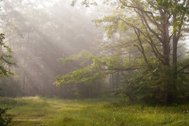 Да будет свет (и туман) фото превью