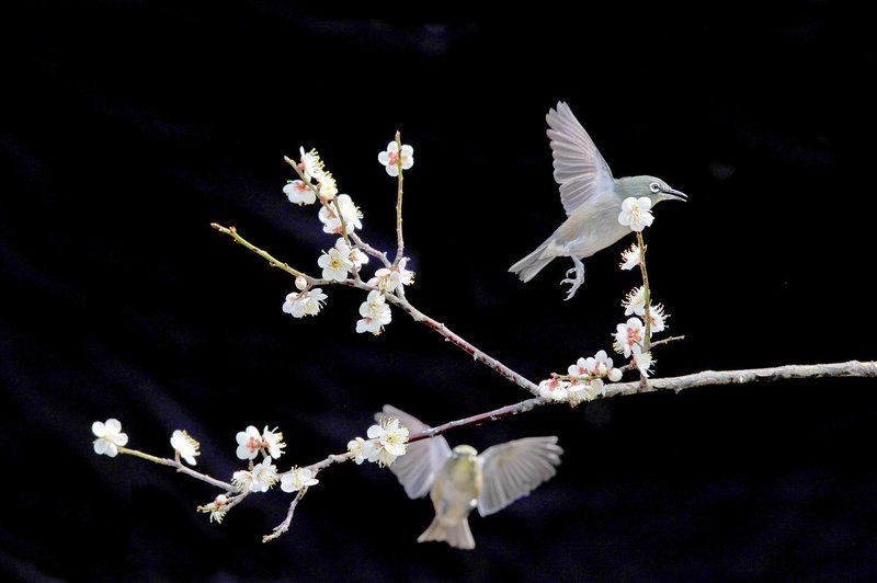 APRICOT BLOSSOM & WHITE-EVE фото превью