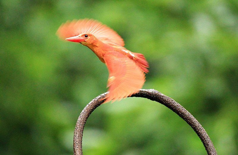 flying фото превью