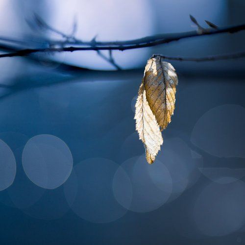 Leafs