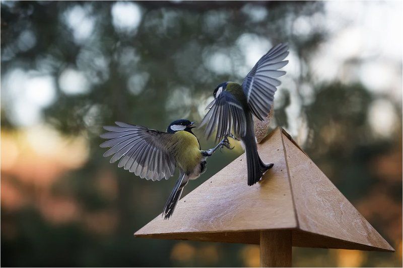 Страна синичек фото превью