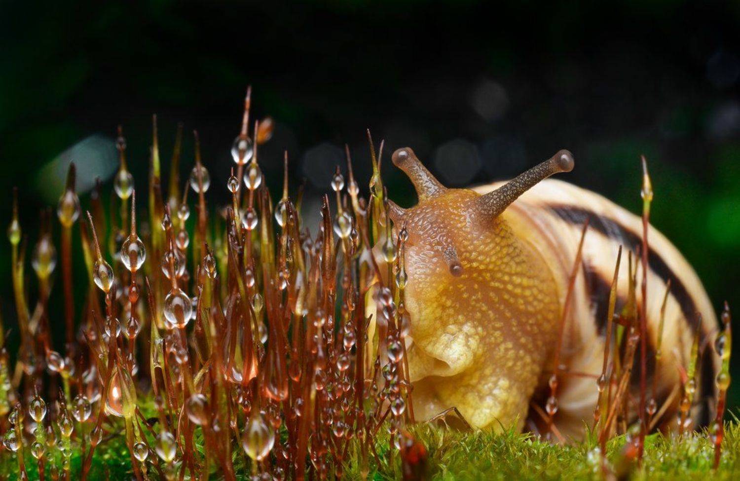 Боке, Зелень, Капли, Макро, Мох, Равлик, Роса, Сфагнум, Улитка, Ренат Тугушев