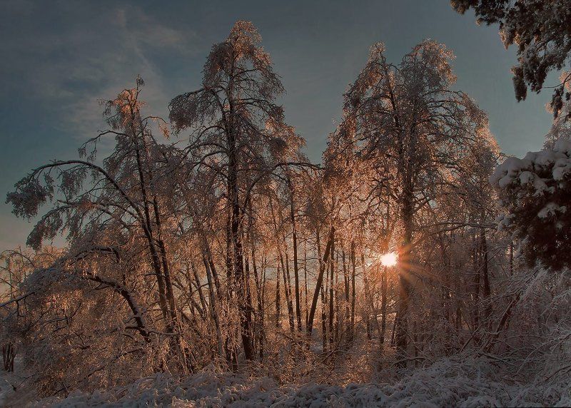 видное., подмосковье. Лес хрустальный фото превью