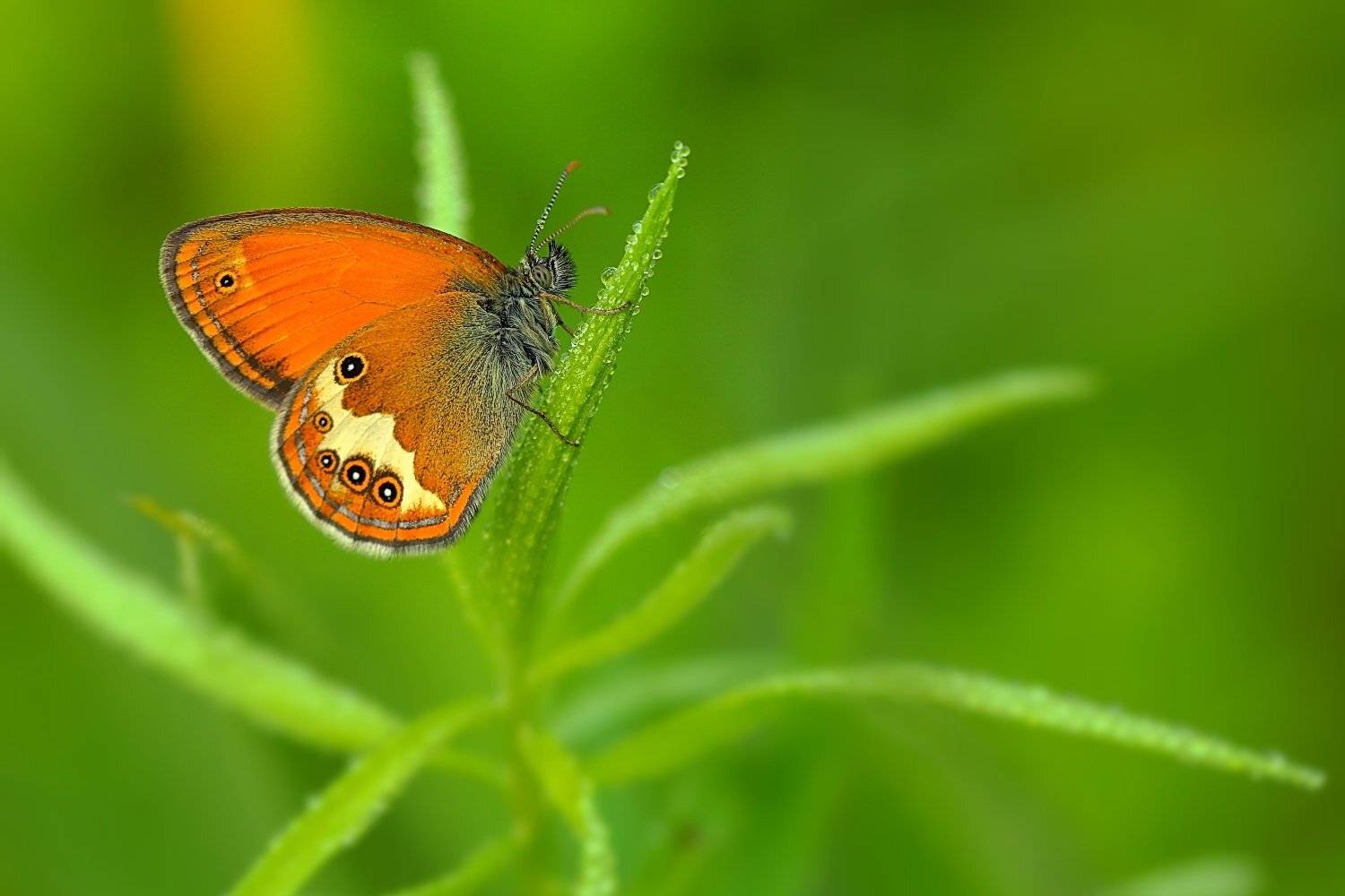 coenonympha, arcania, сенница, аркания, бабочка, Sergii Markov