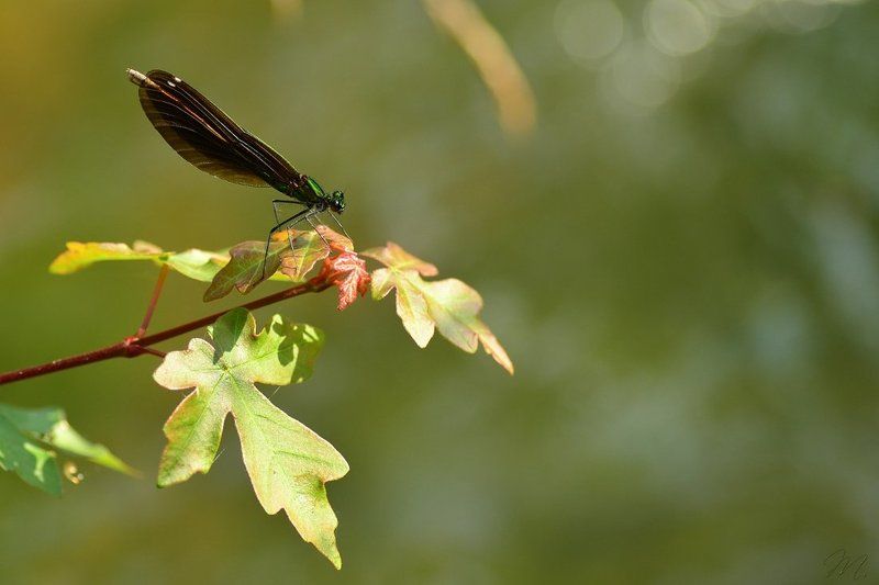 Calopteryx splendens фото превью