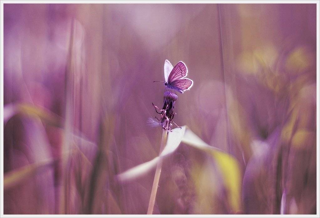 , Krzysztof Trojanowski