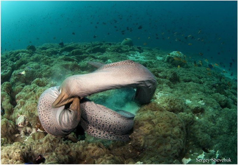 Серьёзная разборка. фото превью