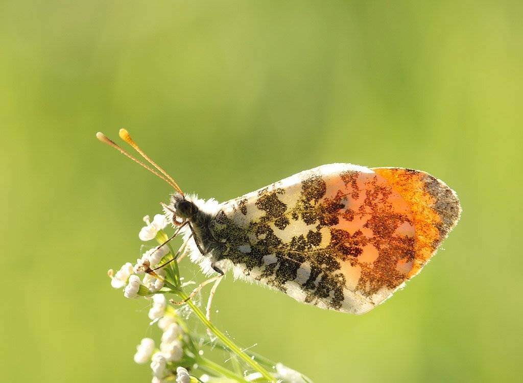 , Сергей Таланов