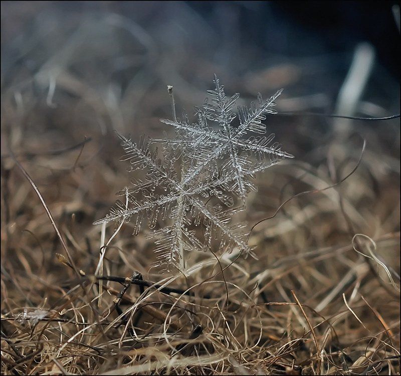 Две холодные звезды... фото превью
