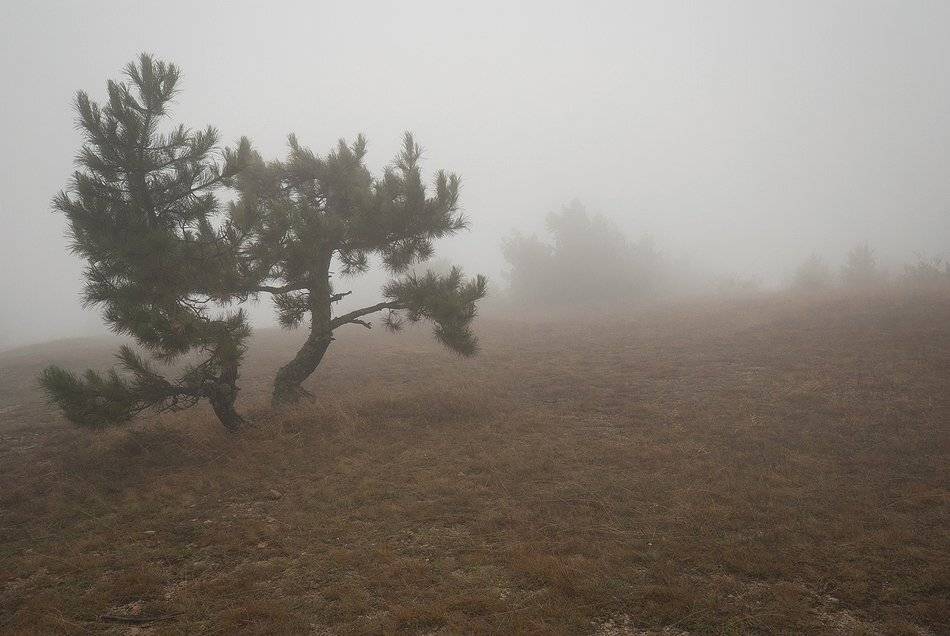 , Саша  Вайсберг / Waldschnepfe./