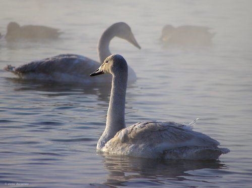 Лебединое озеро