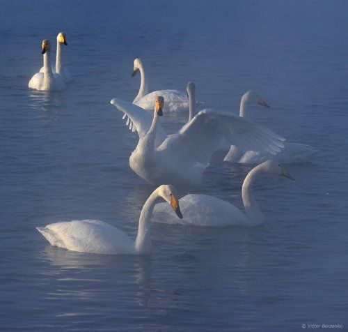 Лебединые страсти