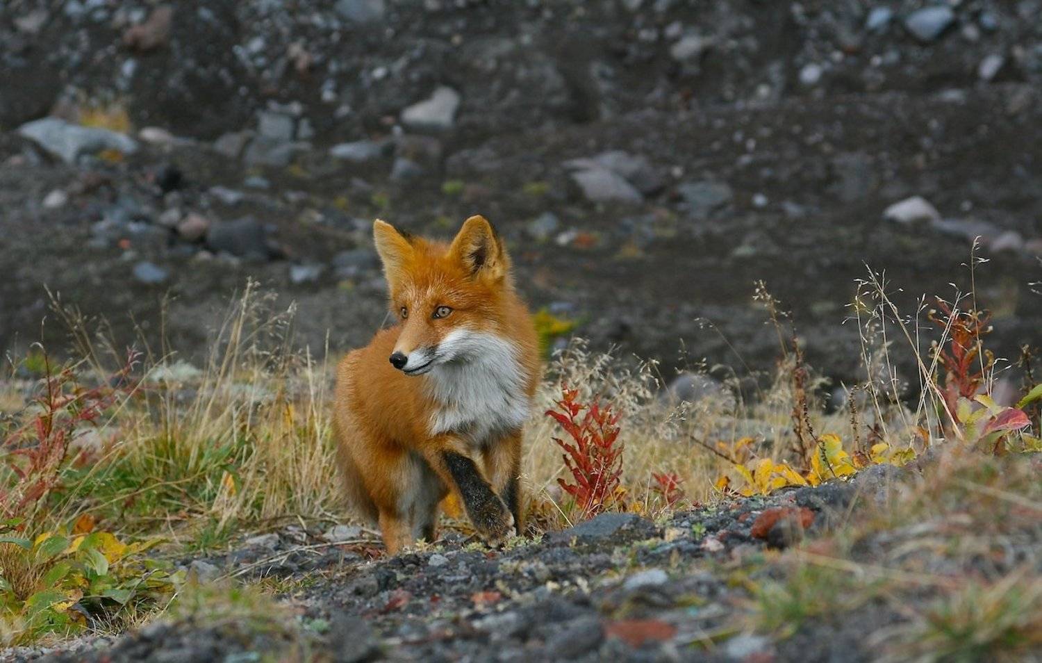 Лиса, Ирина Назарова