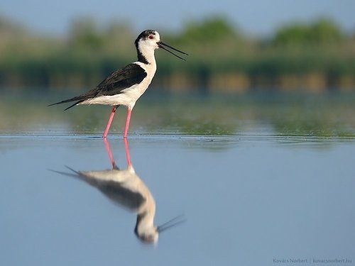 Black-winged Stilt