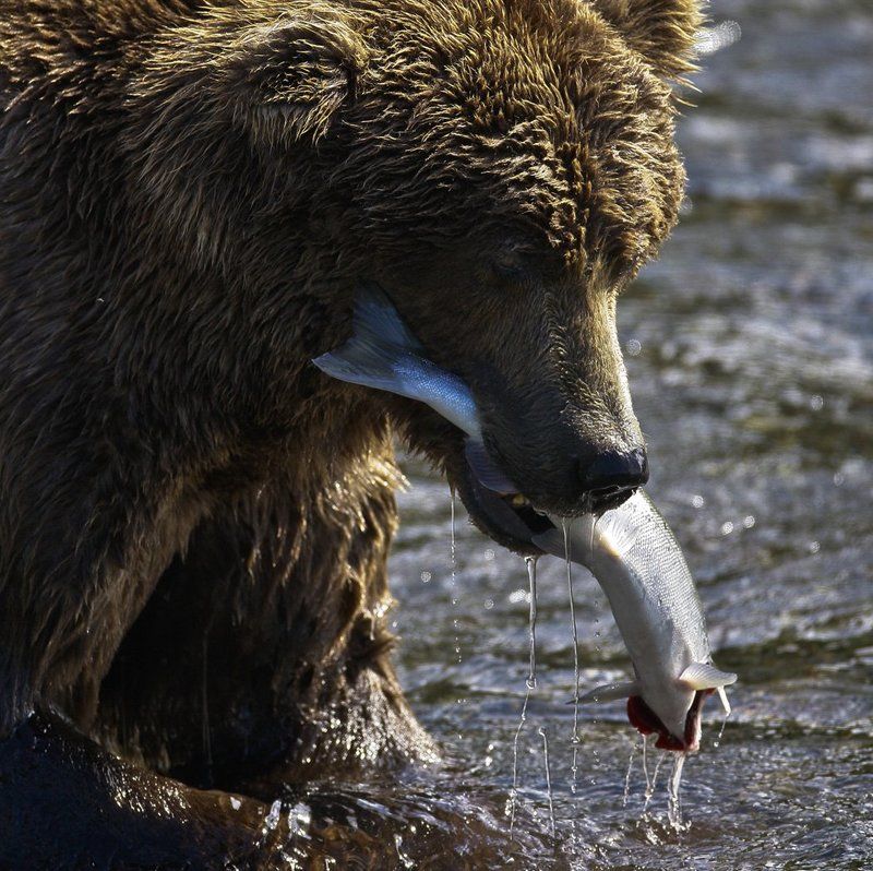 SURVIVAL OF THE FITTEST фото превью