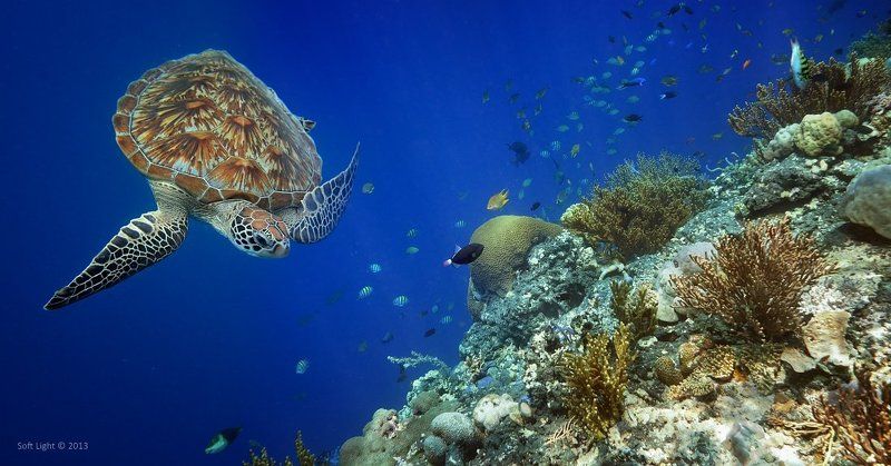 В поисках чего бы съесть вкусненького фото превью