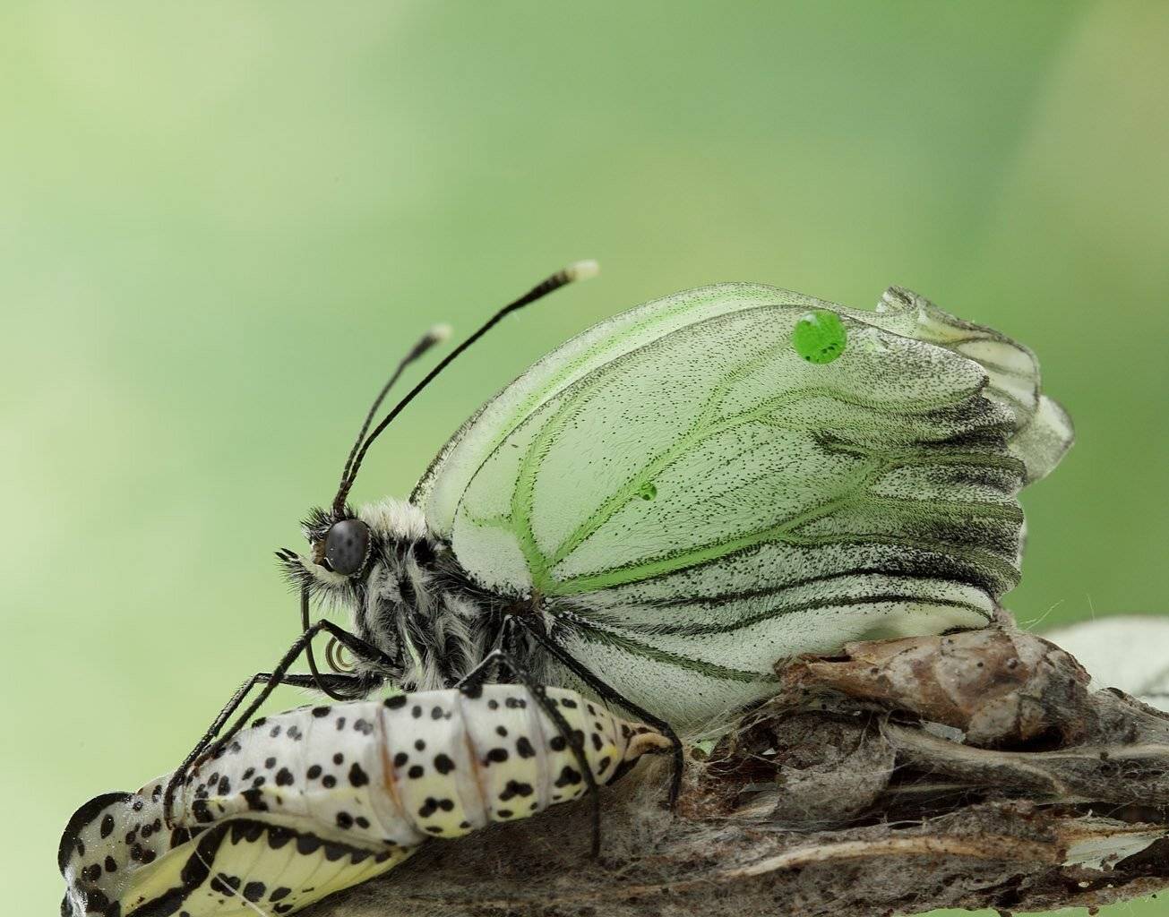 , Сергей Таланов