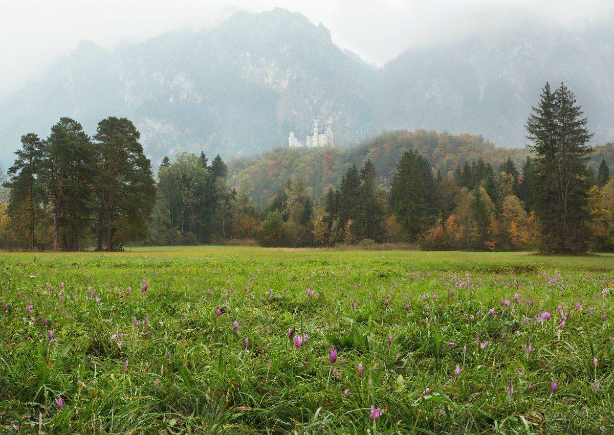 Бавария, Горы, Дождь, Крокусы, Нойшванштайн, Осень, Подножие, Туман, Александр Удовиченко