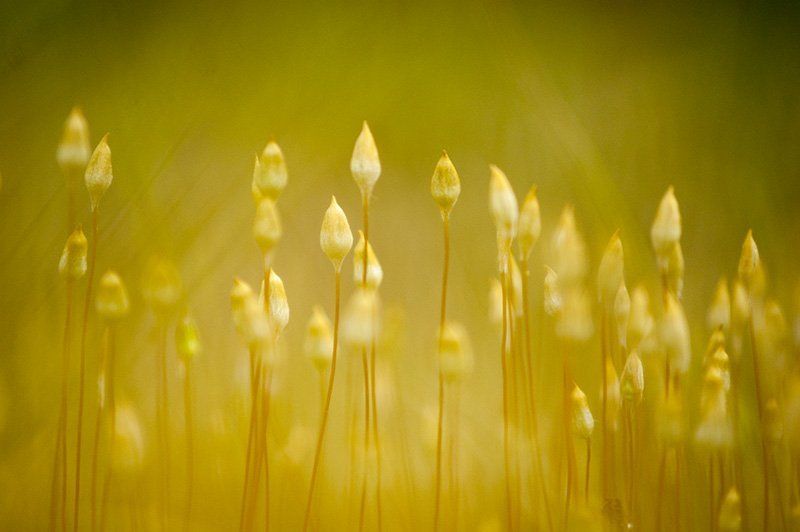 Золото, Лето, Макро ... фото превью