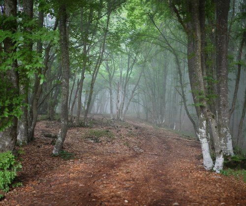В лесу на Чатырдаге