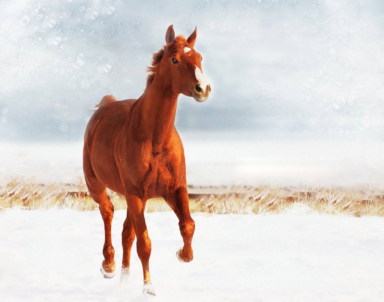 , Матвей Белый