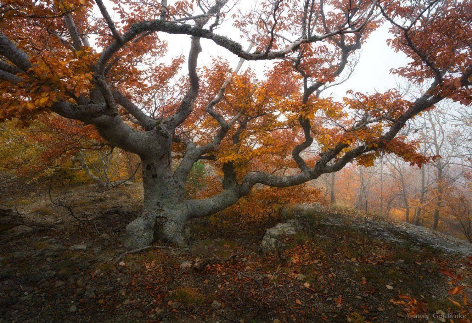 , Анатолий Гордиенко