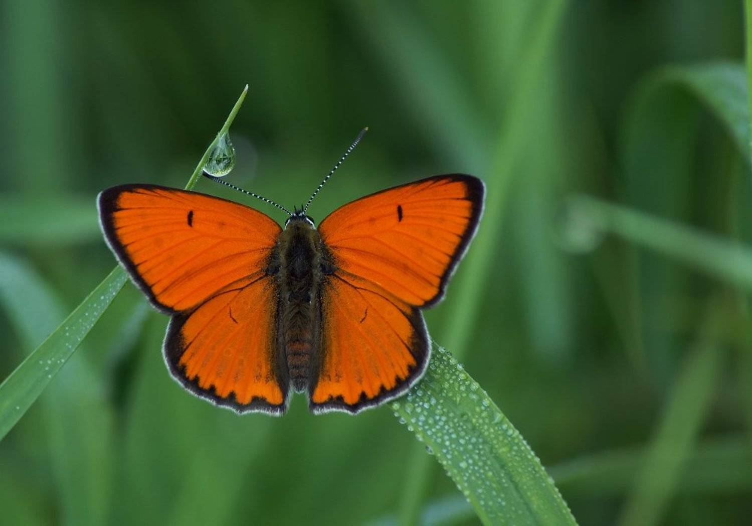 , Чепленко Алексей