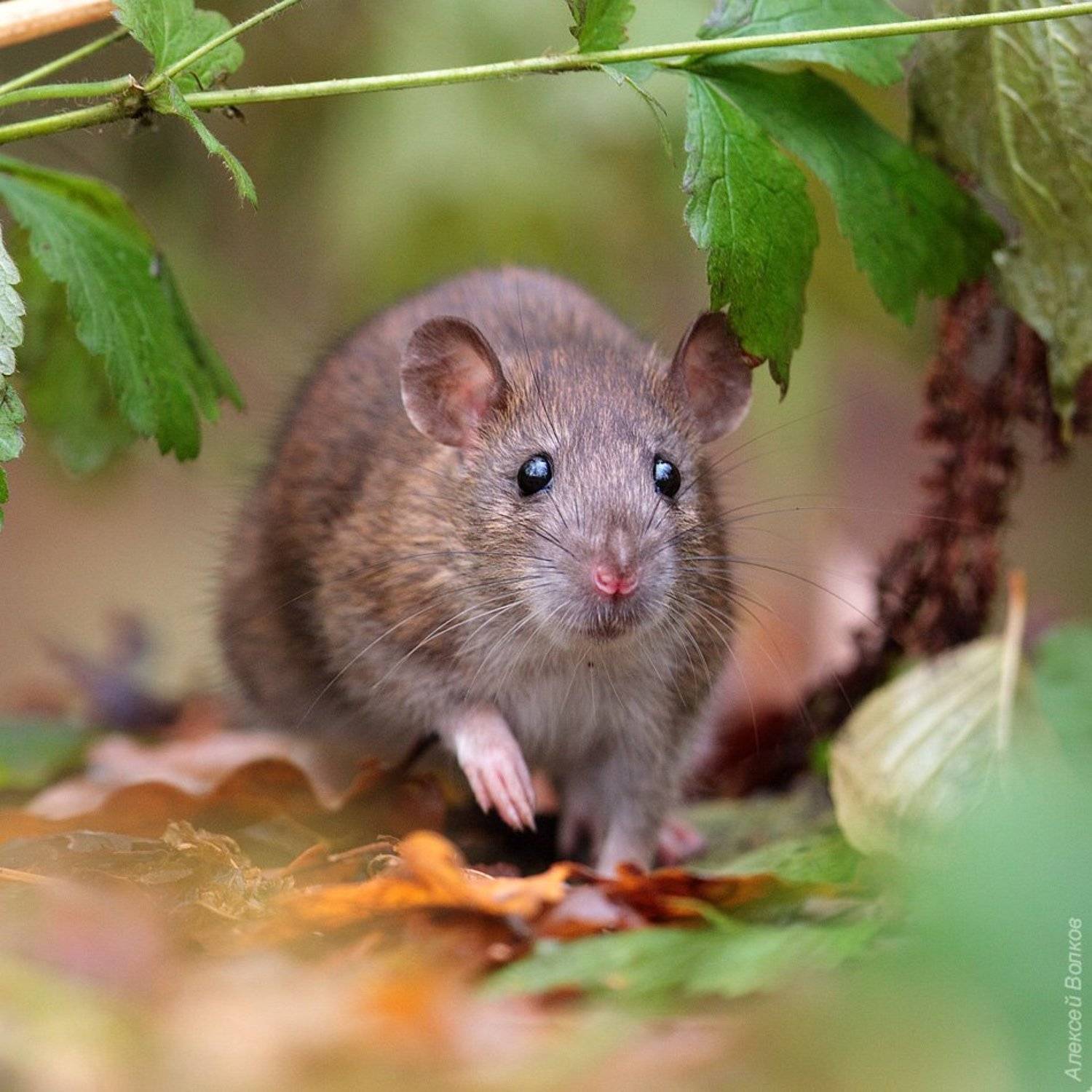 грызун, крыса, Алексей Волков
