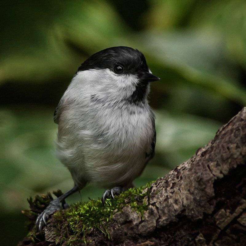 , Валерий Субачев