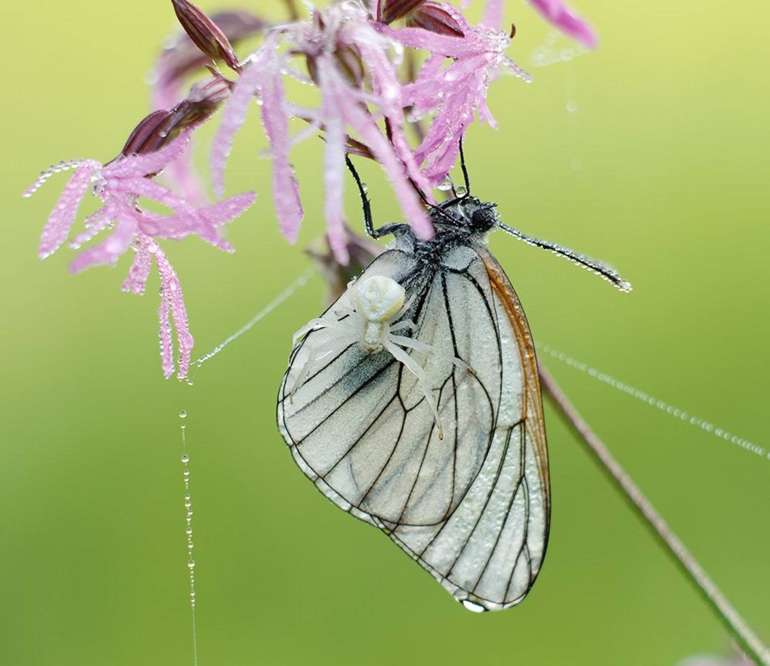 Бабочка, Боярышница, Макро, Паук, Alexey Gnilenkov
