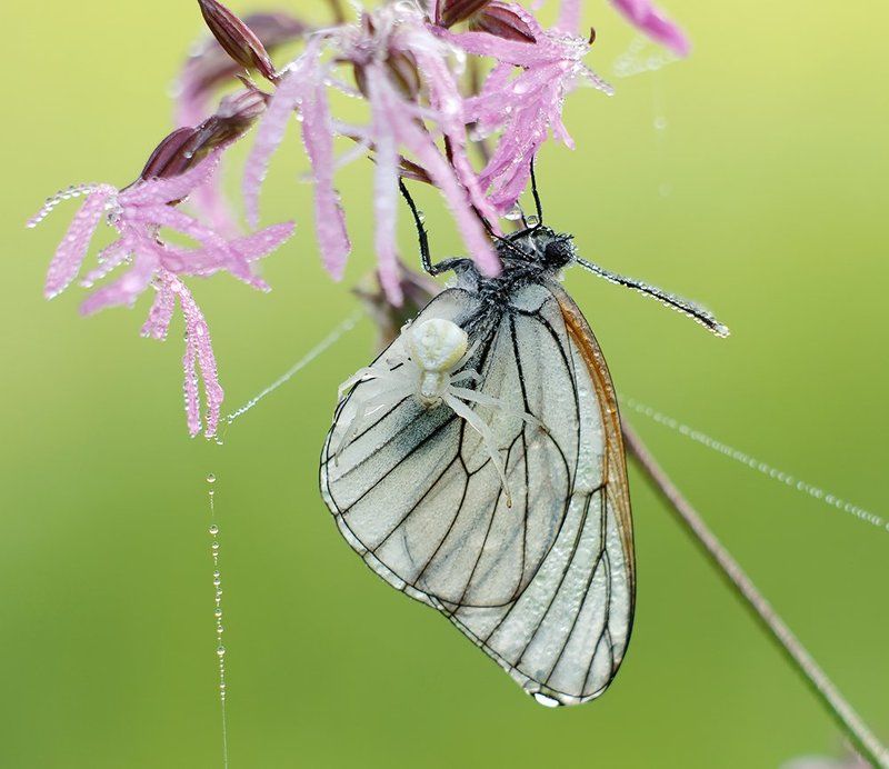 Бабочка, Боярышница, Макро, Паук *** фото превью