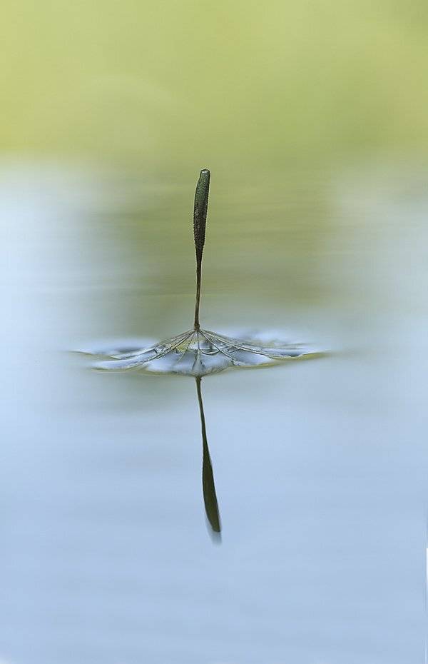 , Сергей Таланов