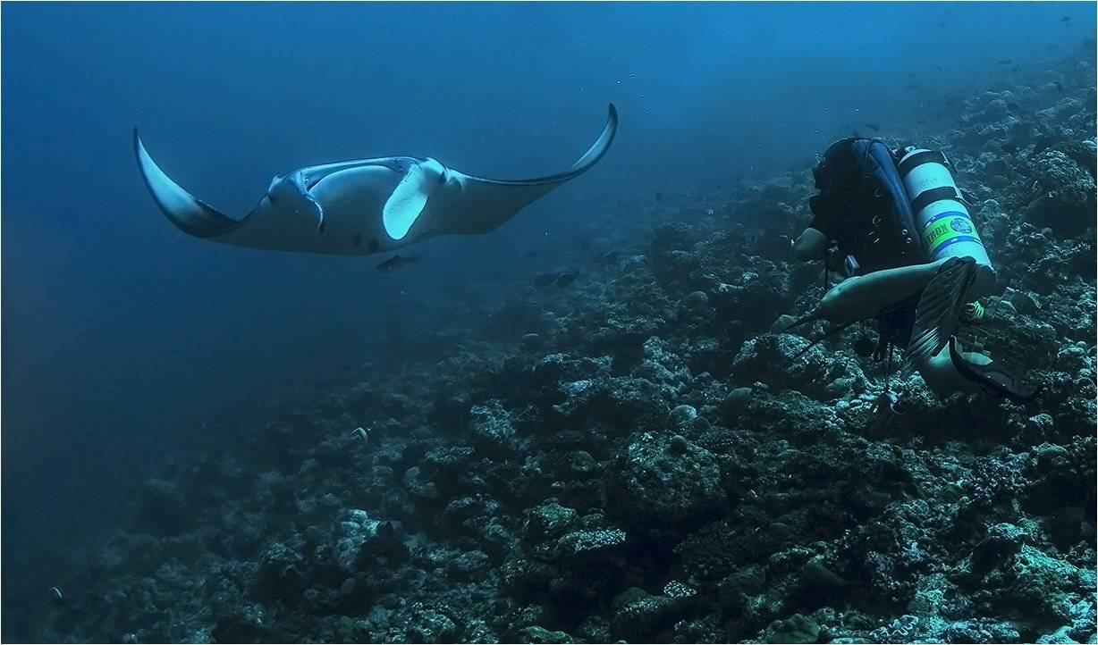 мальдивы, индийский океан,  манта, дайвинг, Сергей Гаспарян