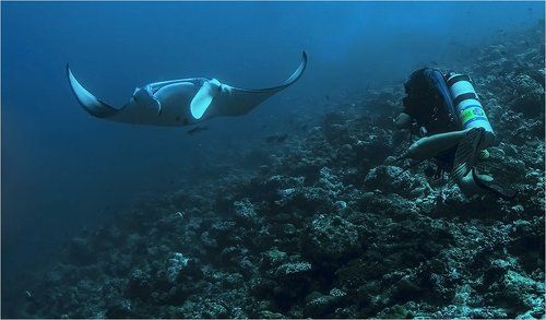 свидание с мантой