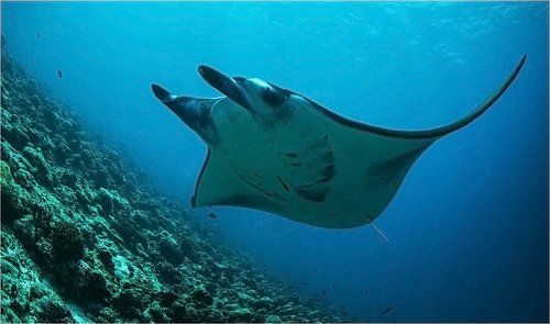 подводная нирвана